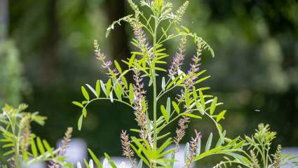 Réglisse, Glycyrrhiza glabra