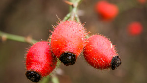 Goji, la petite baie qui monte