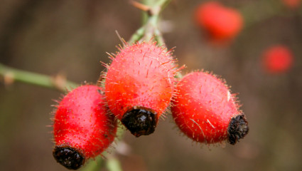 Goji, la petite baie qui monte