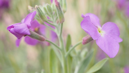 Erysimum