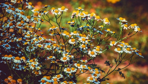 Kéfir, le génie dans l'outre - Plantes et Santé