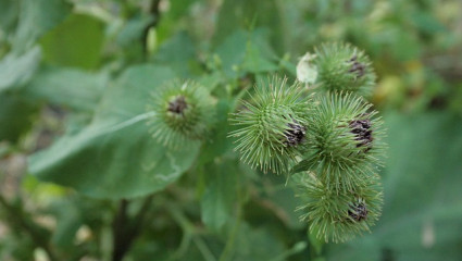 Bardane, Arctium lappa