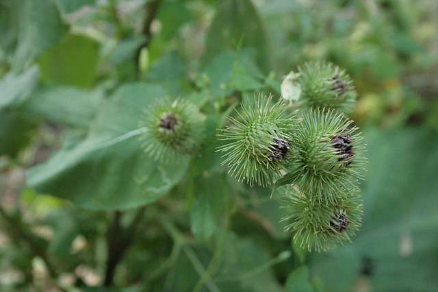 Bardane, Arctium lappa