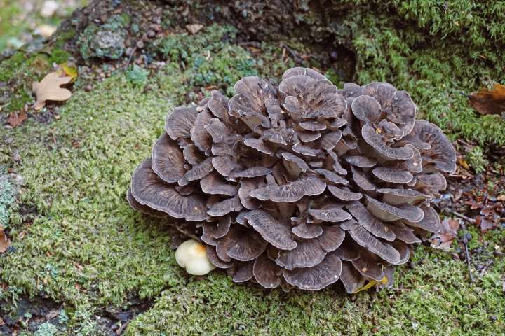 Maitaké, Grifola frondosa