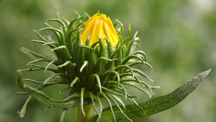 grindelia