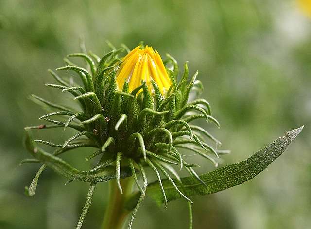 grindelia