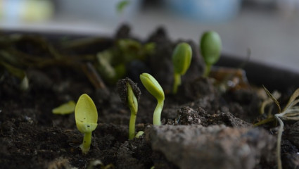 compost