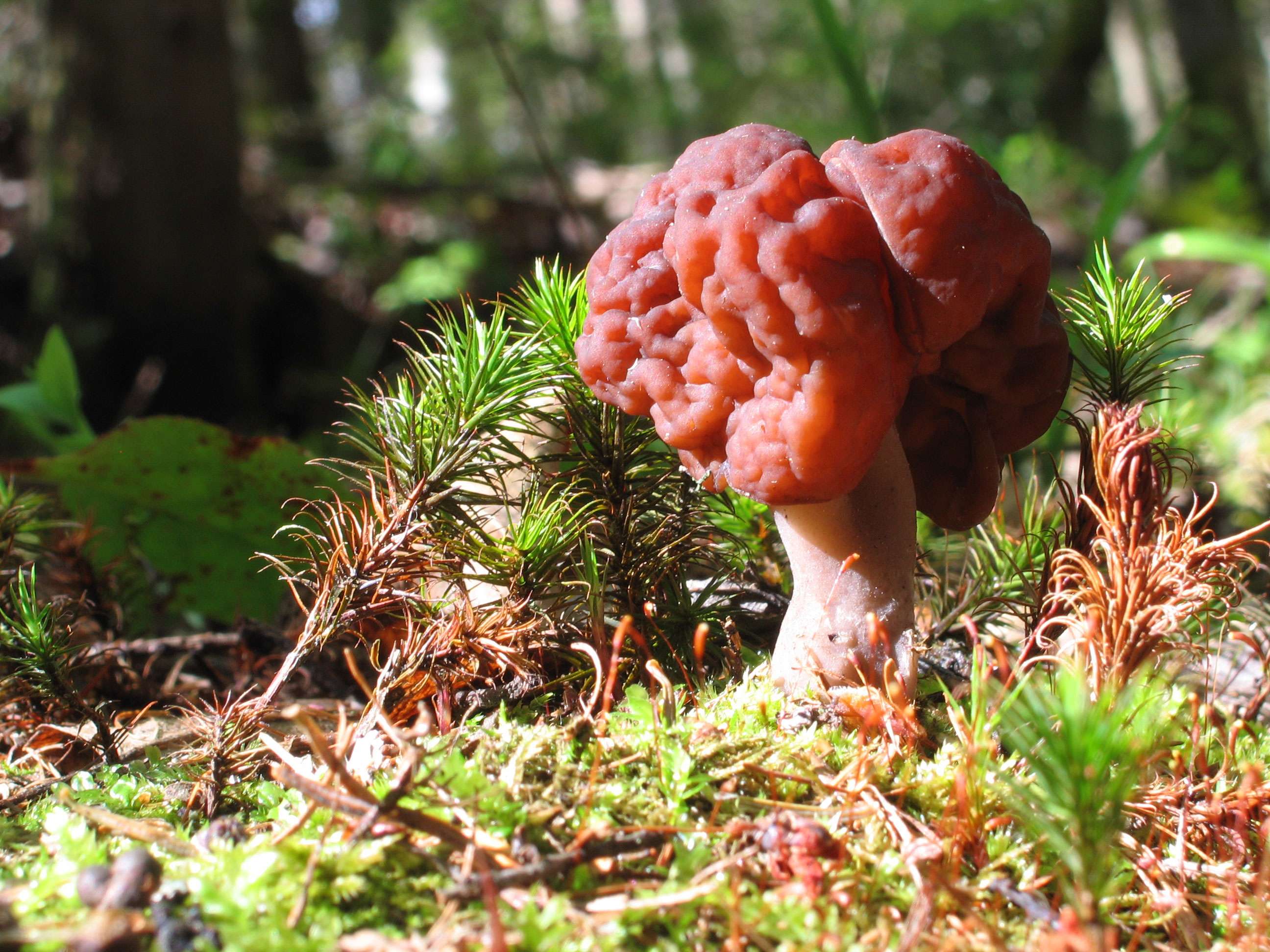 Сморщенный гриб. Гриб строчок обыкновенный. Сморчок обыкновенный. Gyromitra esculenta. Сморчки грибы.