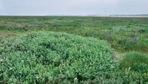 Cueillir l’obione, plante charnue et salée