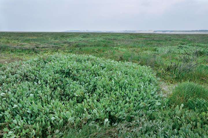 Cueillir l’obione, plante charnue et salée