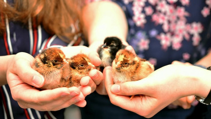 Poussins