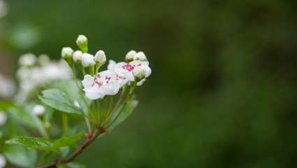 aubépine