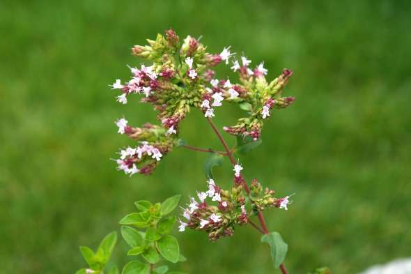 Origan sauvage - Huile essentielle biologique – Les Âmes Fleurs