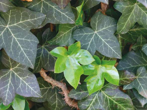 Lierre grimpant (hedera helix)