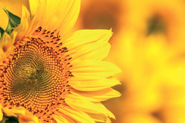 L'huile de tournesol, source de phytostérols