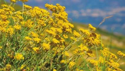 Helichrysum italicum