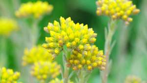 Hélichryse italienne (Helichrysum italicum)