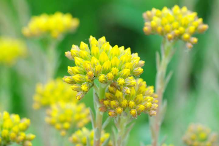 Hélichryse italienne (Helichrysum italicum)