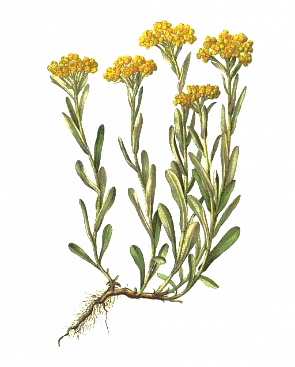 Immortelle d'Italie (Helichrysum italicum)