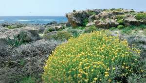 L'immortelle,  la plante curry