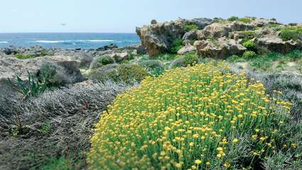 L'immortelle,  la plante curry