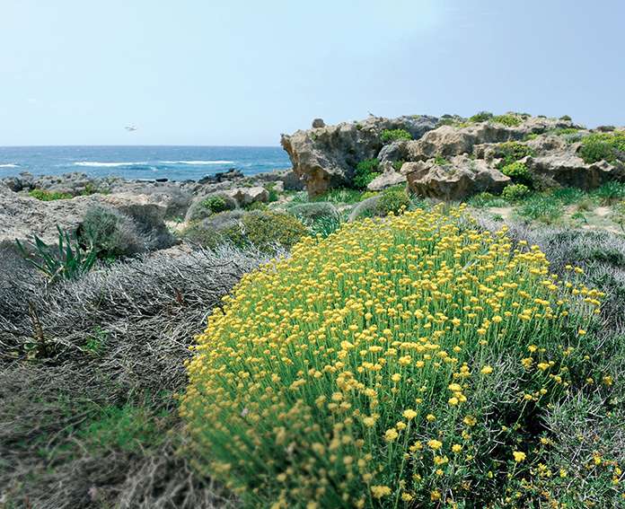 L'immortelle,  la plante curry