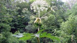 Heracleum mantegazzianum