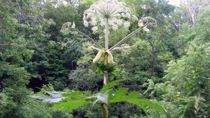 Heracleum mantegazzianum