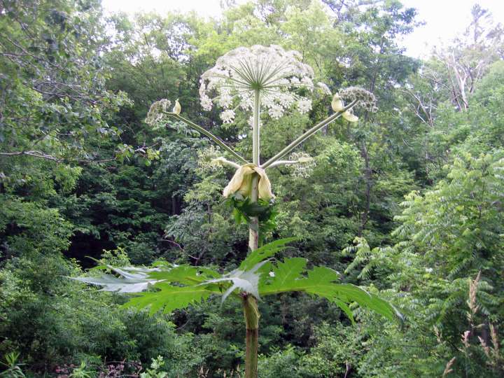 Heracleum mantegazzianum