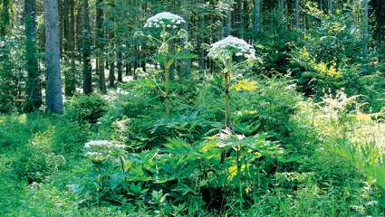 Heracleum mantegazzianum