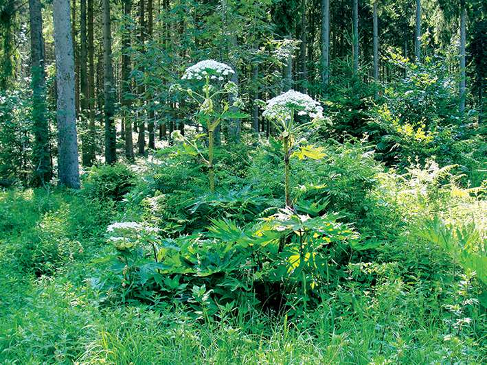 Berce du Caucase (Heracleum mantegazzianum)