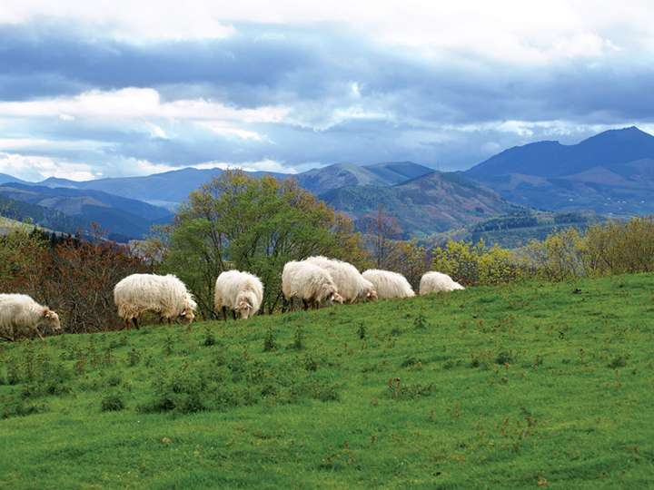 L'herbe a une vitalité à toute épreuve !