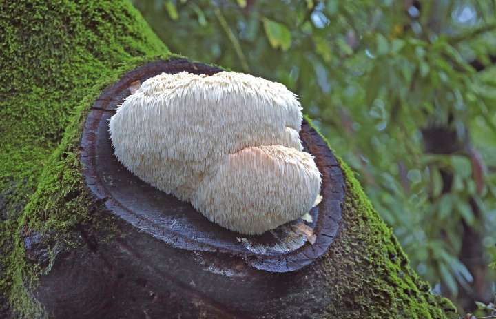 Hydne hérisson, Hericium erinaceus