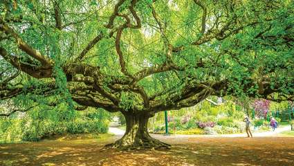 Arbres exceptionnels à l'honneur