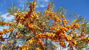 Argousier, Hippophae rhamnoides