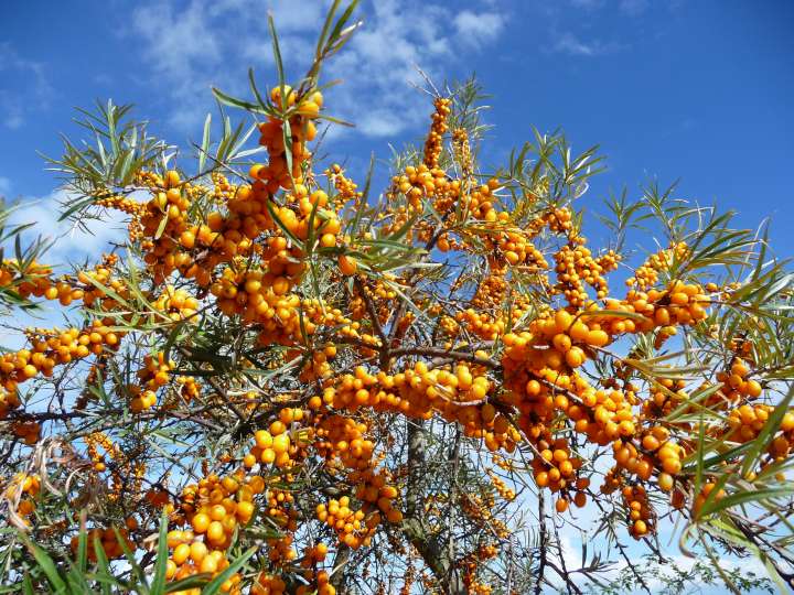 Argousier, Hippophae rhamnoides