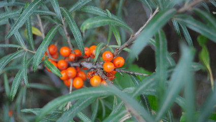 Hippophae rhamnoides