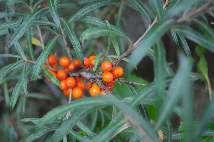 Hippophae rhamnoides