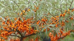 Argousier (Hippophae rhamnoides)