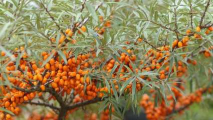 Argousier (Hippophae rhamnoides)