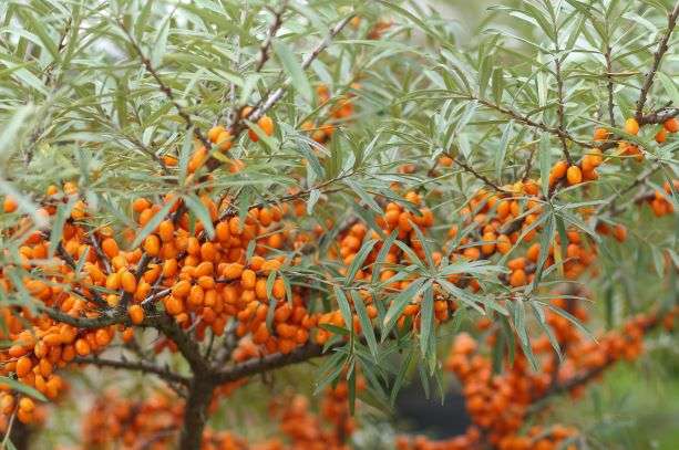 Argousier (Hippophae rhamnoides)