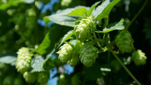 Houblon et troubles de l'humeur