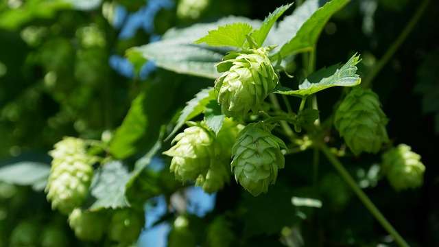 Houblon et troubles de l'humeur