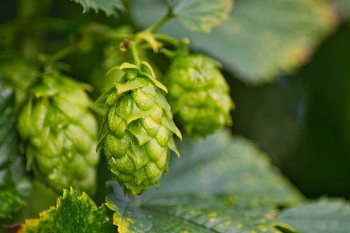 Humulus lupulus