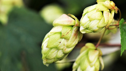 Houblon