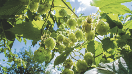 Houblon, Humulus lupulus