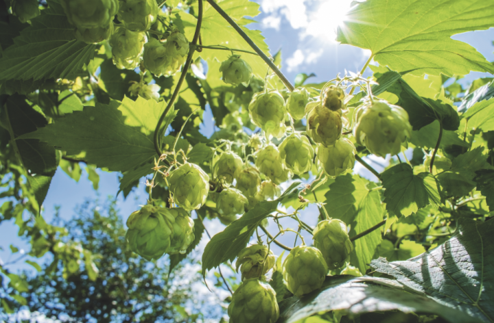 Houblon, Humulus lupulus