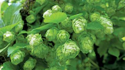 Les cônes de houblon, amèrement vôtre !