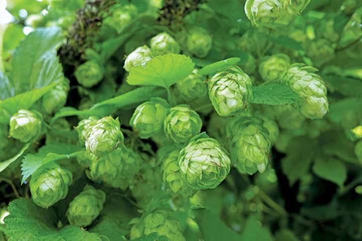 Les cônes de houblon, amèrement vôtre !