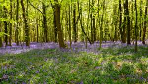 Moins de biodiversité dans les sous-bois